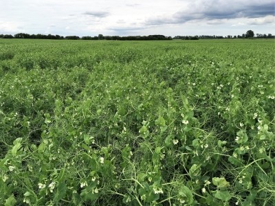 Pea protein could serve as a more sustainable alternative to soya in the UK