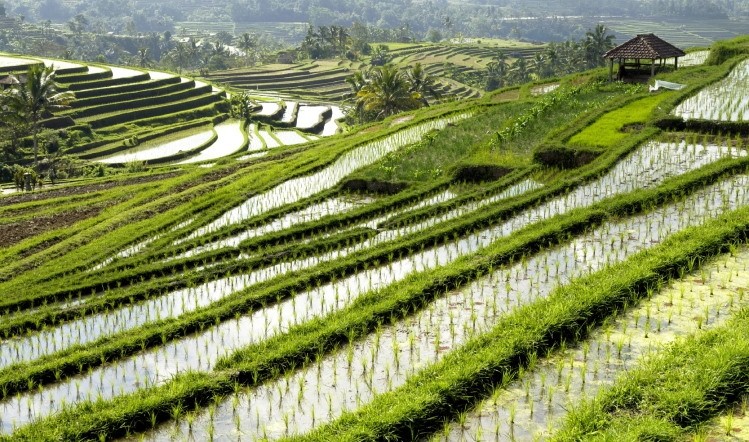 Low stocks and shipping issues could see a shortage of sushi rice in the UK