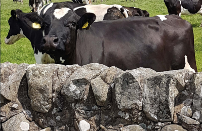 First Milk is a dairy cooperative owned by its farmer members