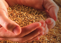 Grain for Good: Natural Ingredients for a Fitter Future